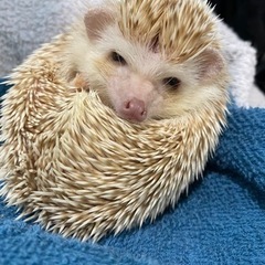 ハリネズミ 1歳 里親様募集