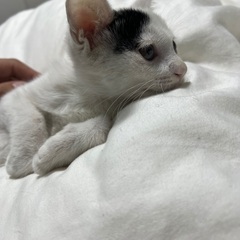 生後1ヶ月大切に育ててくれる方おねがいします
