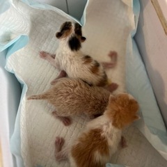 生まれたて3匹の里親さん募集です🐾