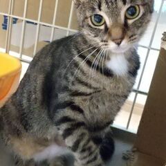 暖かなお家に迎えられました！胸もとの白がチャームポイント　きじ白...
