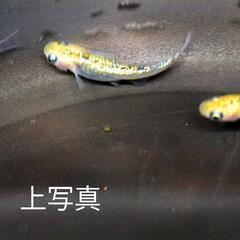 ✨メダカ✨　宮桜の稚魚、幼魚　10匹2000円　あと1名の画像