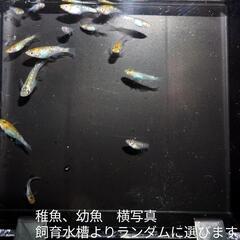 ✨メダカ✨　宮桜の稚魚、幼魚　10匹2000円　あと1名の画像