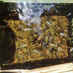 ✨メダカ✨　宮桜の稚魚、幼魚　10匹2000円　あと1名の画像
