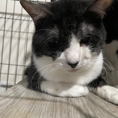 二匹オスちゃんです