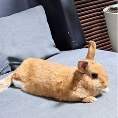 うさぎのテンちゃん
