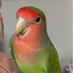 見つかりました！コザクラインコ探してください！