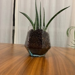 サンスベリア　ミカドの画像