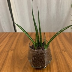 サンスベリア　ミカドの画像