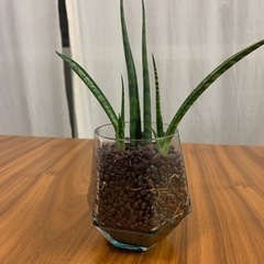 サンスベリア　ミカドの画像
