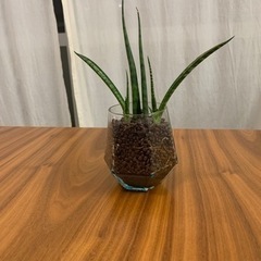 サンスベリア　ミカドの画像