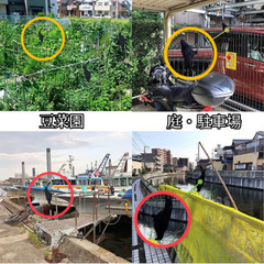 【成立終了】目には目を🐦‍⬛カラスにはカラスを❗カラス撃退 吊り下げリアルカラス🅱️／小振りサイズ 羽毛付き✨開封済み未使用品の画像
