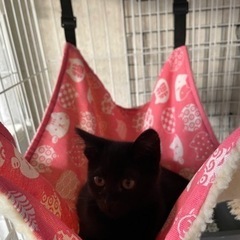 甘々な黒猫ちゃん🐈‍⬛トライアルへ行きました❤️ - 伊達市