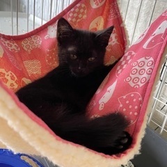 甘々な黒猫ちゃん🐈‍⬛トライアルへ行きました❤️ - 猫