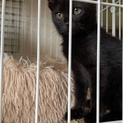 甘々な黒猫ちゃん🐈‍⬛トライアルへ行きました❤️ − 北海道