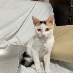 人懐っこい元気いっぱいなミケ猫