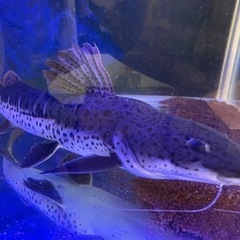 レッドテールタイガーシャベルノーズキャットテールフィッシュの画像