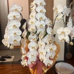 胡蝶蘭