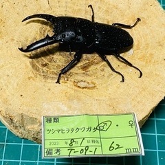 ⑤ツシマヒラタクワガタ　新成虫ペアの販売
