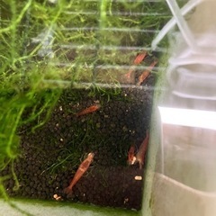 赤いミナミヌマエビ 14匹の画像