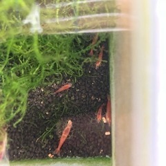 赤いミナミヌマエビ 14匹の画像