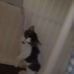 この子の里親募集します⑤