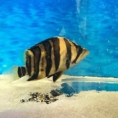 福岡県のダトニオの中古が安い！激安で譲ります・無料であげます
