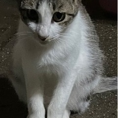 猫の里親を探してます  所に寄っては運送可能 お気に入りの方お願...