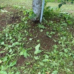 単発草刈りバイト