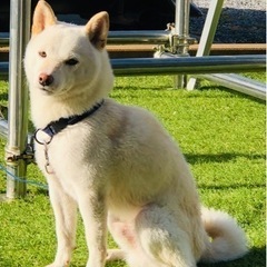 急募　柴犬　豆柴　とろろくん