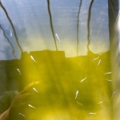 メダカ：月弓ブルーラメ稚魚10匹