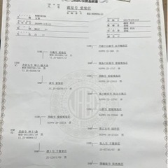 急募　柴犬　豆柴　とろろくん − 埼玉県