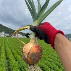 不動産屋さんが初めて作った玉ねぎ【和歌玉】最高糖度12度☆完全無...