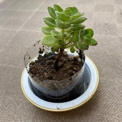 多肉植物　　アロマティカス　Ｇ避け　１つ¥100