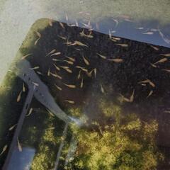 紅帝メダカ（稚魚〜幼魚サイズ）の画像