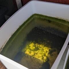 紅帝メダカ（稚魚〜幼魚サイズ）の画像