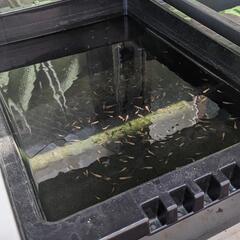 紅帝メダカ（稚魚〜幼魚サイズ）の画像