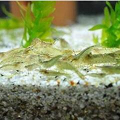 ミナミ沼エビ！大量にいますの画像