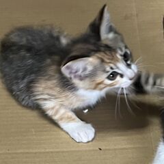 三毛・キジシロ・女の子　3ヶ月
