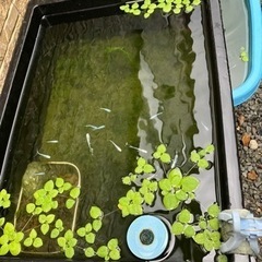 アマゾンフロッグピット　10株から〜　1株20円 メダカ　金魚等に　浮草　水草の画像