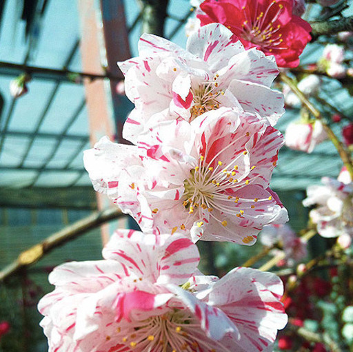 枝垂れ桃　(購入欄専用です) 楽天市場】2025年4月上旬開花中 残雪枝垂れ桃 苗木 しだれ桃