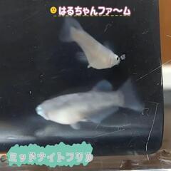 はるちゃんファ～ム最終告知