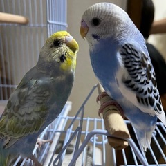 セキセイインコ探してます