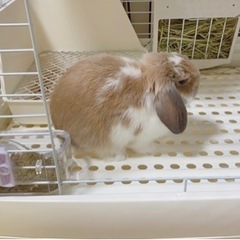 ロップイヤー
