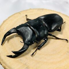 国産オオクワガタ ペア ♂69mm ♀45mm おうち時間のおと...