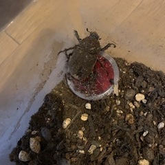 ★カブトムシ★