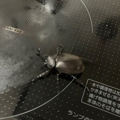 カブトムシ大・小セット