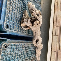 【値下げしました】流木　龍　バケット　黒　個性いろいろ　７点の画像
