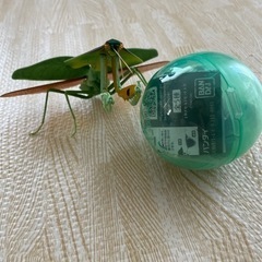 バンダイ　カマキリ4 ナンベイマルムネカマキリ（ダーク）