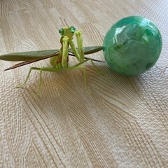 バンダイ　カマキリ4 ムネアカハラビロカマキリ（成体）