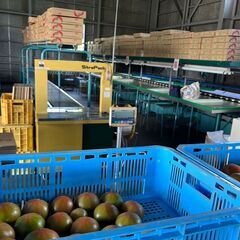 【短期の野菜選別】トマトの選別作業 及びにんにくの皮むき作業〇江別市野幌東〇お仕事相談会開催中♪の画像
